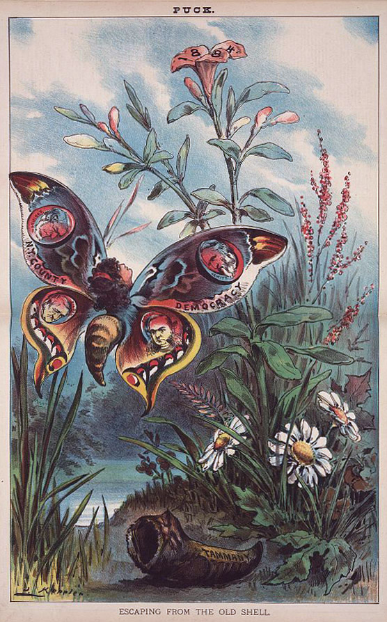 postcard of a butterfly